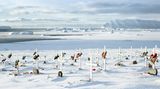 Qaanaaq Graveyard, 2005