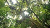 Mata Atlantica, Brasilien
