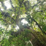 Mata Atlantica, Brasilien