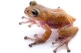 Gracixalus lumarius