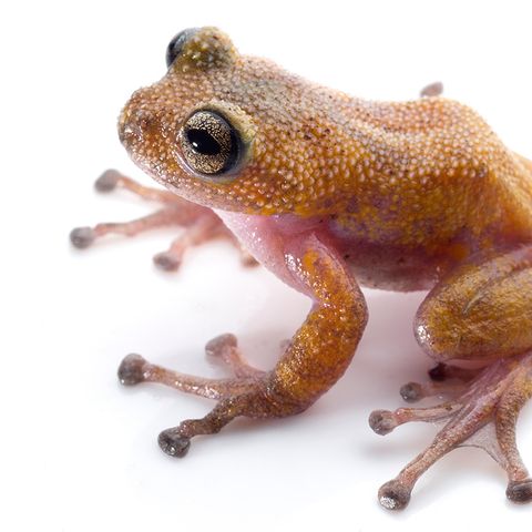 Gracixalus lumarius