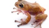 Gracixalus lumarius