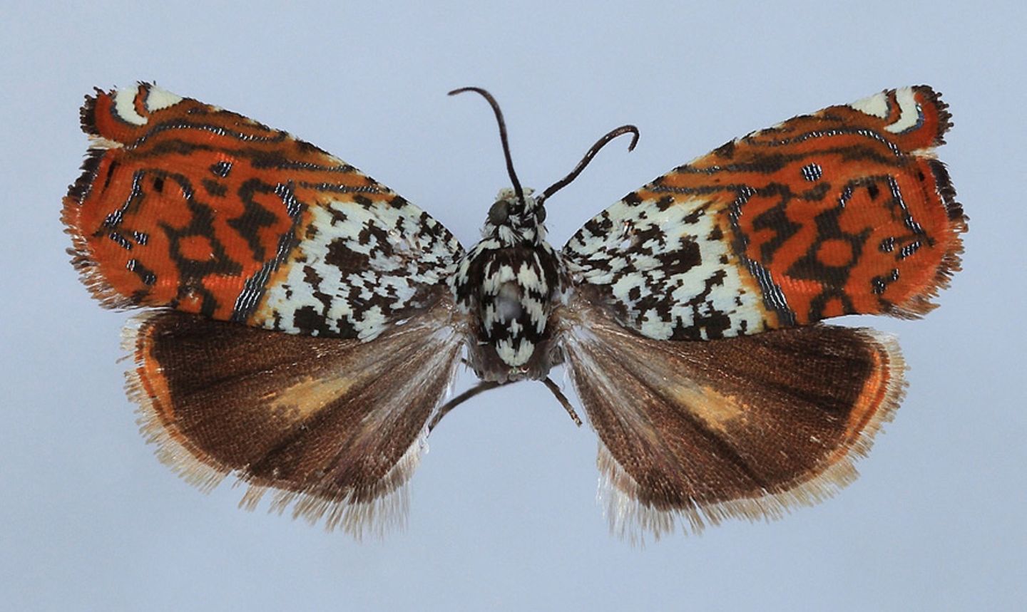 Sirindhornia spp.