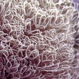 Ovabunda andamanensis