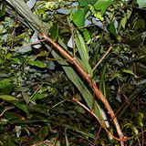 Phryganistria heusii yentuensis