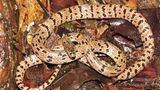 Lycodon zoosvictoriae