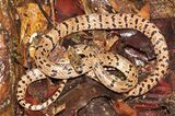 Lycodon zoosvictoriae