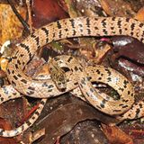 Lycodon zoosvictoriae