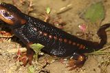 Tylototriton shanorum