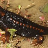 Tylototriton shanorum