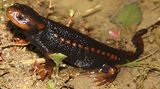 Tylototriton shanorum