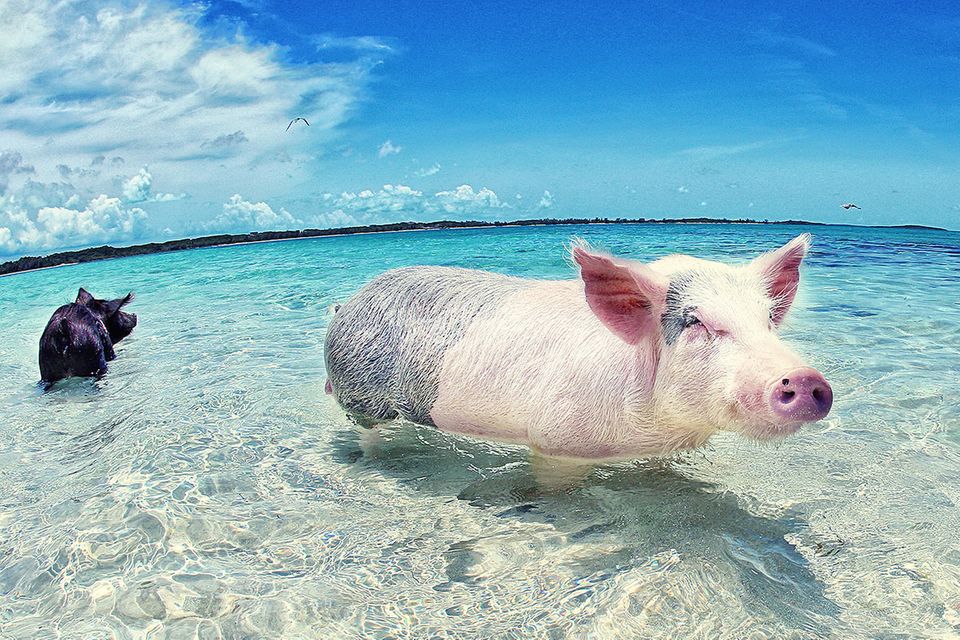 Bahamas: Die schwimmenden Schweine von Exuma