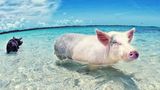 Aussteiger Schwein