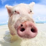 Touristenattraktion Schwein