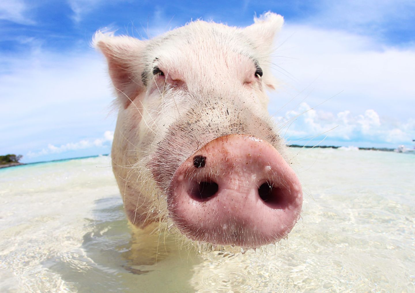 Touristenattraktion Schwein