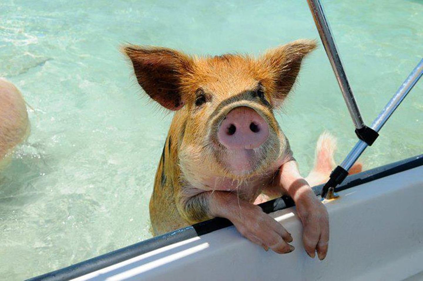 Tour in der Pig Bay
