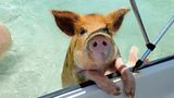 Tour in der Pig Bay