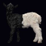 Walliser Schwarzhals-Ziege