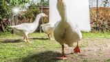 Gänse