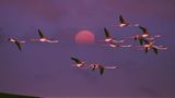 Flamingos