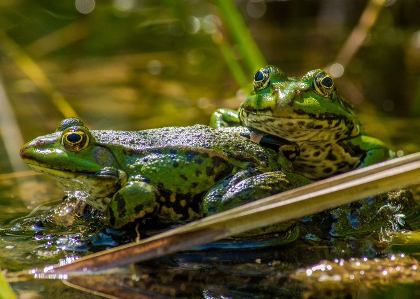 GEO Leserfoto: Die besten Leserfotos: Juni 2015 - Bild 9