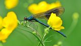 GEO Leserfoto: Die besten Leserfotos: Juni 2015 - Bild 21