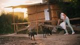 Tierschutz in Rumänien: Jedes Hundeleben zählt - Bild 2