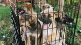 Tierschutz in Rumänien: Jedes Hundeleben zählt - Bild 7