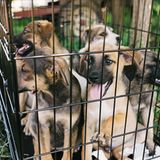 Tierschutz in Rumänien: Jedes Hundeleben zählt - Bild 7