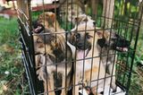 Tierschutz in Rumänien: Jedes Hundeleben zählt - Bild 7