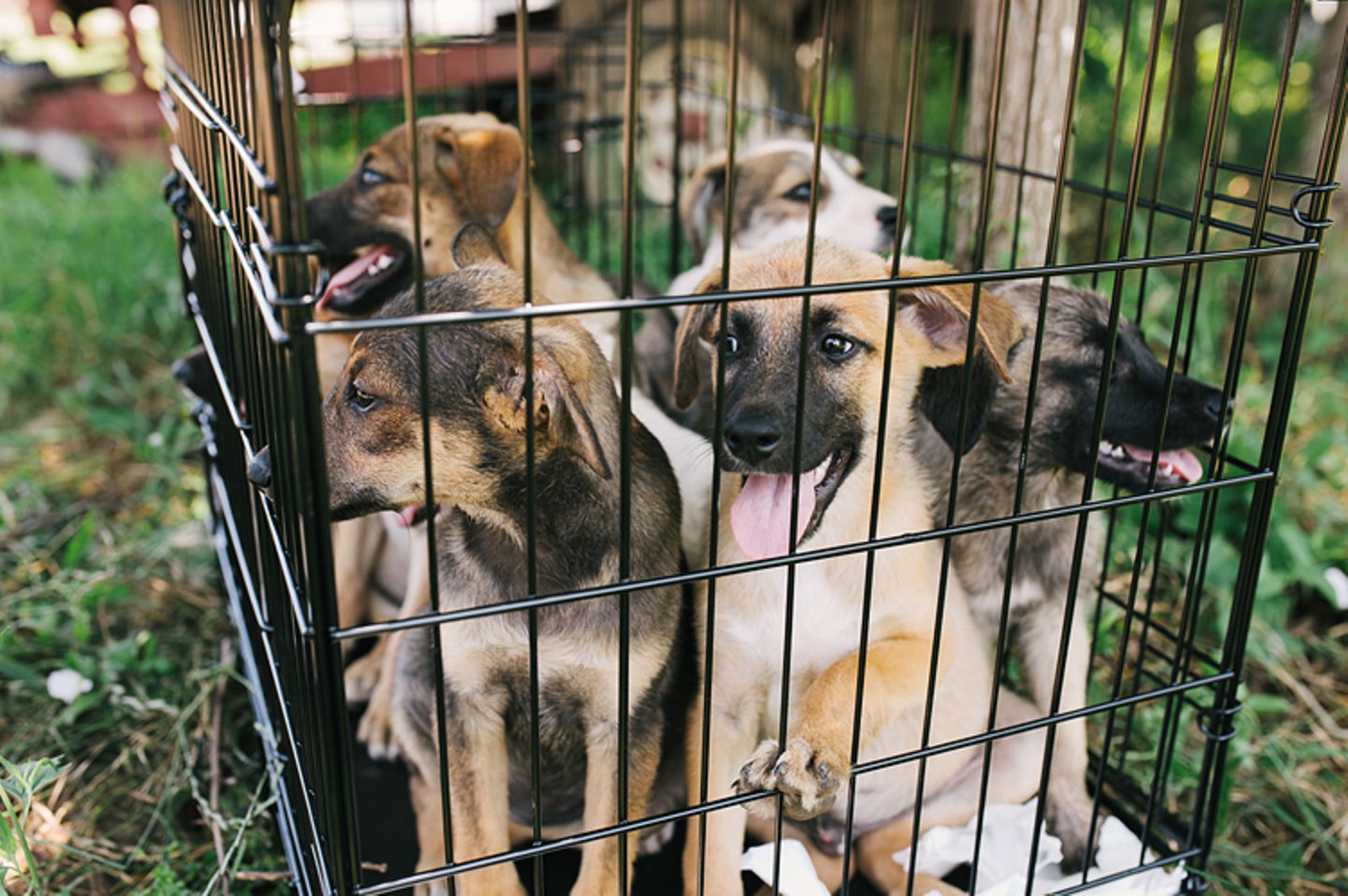Tierschutz in Rumänien: Jedes Hundeleben zählt - Bild 7