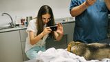 Tierschutz in Rumänien: Jedes Hundeleben zählt - Bild 8