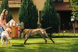 Tierschutz in Rumänien: Jedes Hundeleben zählt - Bild 12