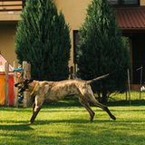 Tierschutz in Rumänien: Jedes Hundeleben zählt - Bild 12