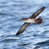 Balearensturmtaucher (Puffinus mauretanicus)