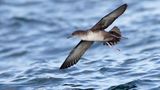 Balearensturmtaucher (Puffinus mauretanicus)