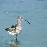 Dünnschnabel-Brachvogel (Numenius tenuirostris)