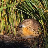 Laufhühnchen (Turnix sylvatica)