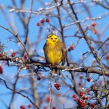 Weidenammer (Emberiza aureola)