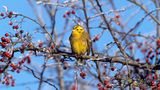 Weidenammer (Emberiza aureola)