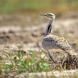 Asiatische Kragentrappe (Chlamydotis macqueenii)