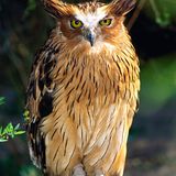 Wellenbrust-Fischuhu (Ketupa zeylonensis oder Bubo zeylonensis)