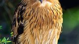 Wellenbrust-Fischuhu (Ketupa zeylonensis oder Bubo zeylonensis)