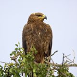 Steppenadler (Aquila nipalensis)