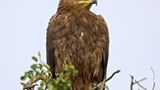 Steppenadler (Aquila nipalensis)