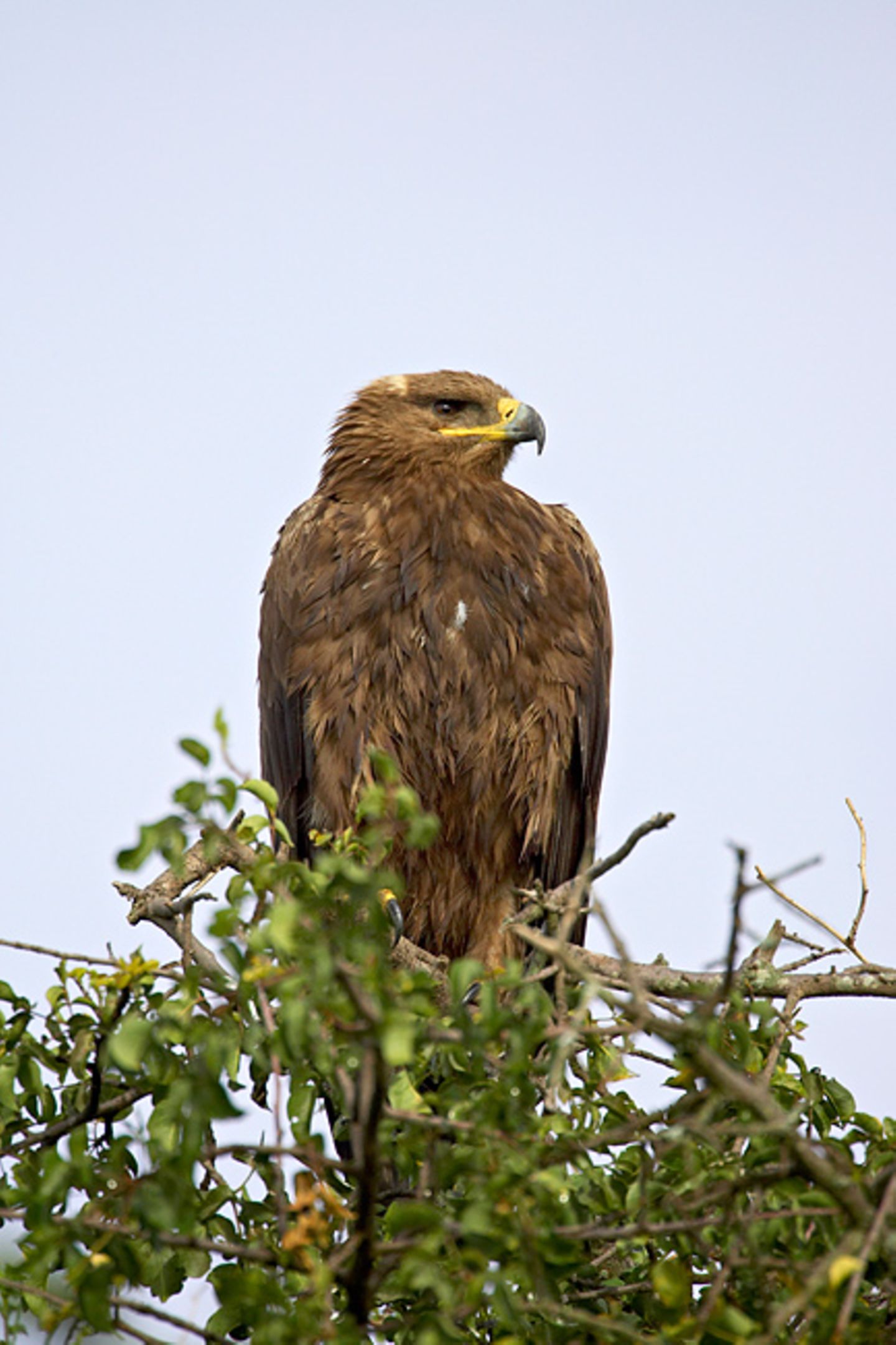 Steppenadler (Aquila nipalensis)
