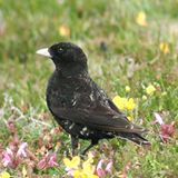 Mohrenlerche (Melanocorypha yeltoniensis)