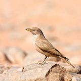 Steinlerche (Ammomanes deserti)