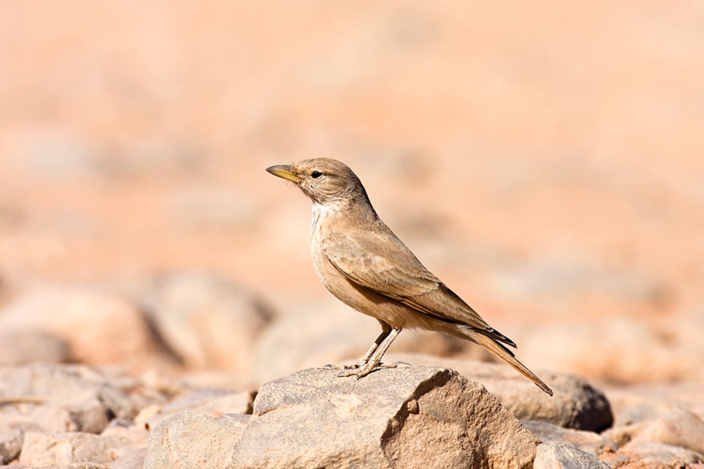 Steinlerche (Ammomanes deserti)