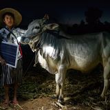 Erleuchtung in langer Tropennacht